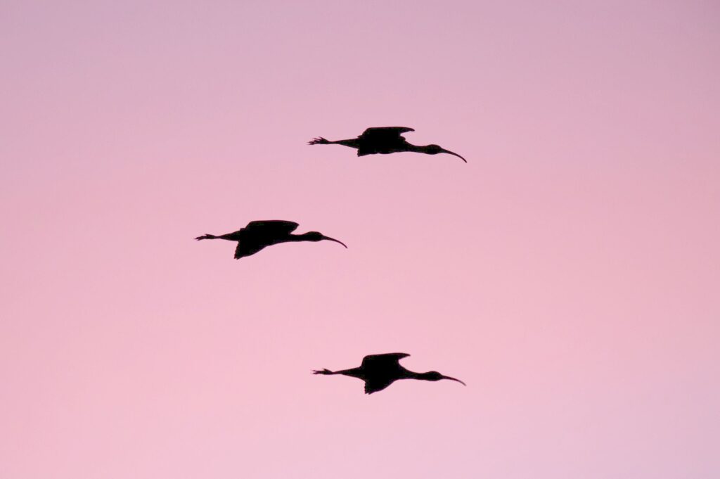 Drei Kraniche fliegen vor rosa Himmel